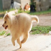 อยากได้ไซตาฟ้าดูนี่เลย!!!...น้องๆชุดใหม่จาก Framsook husky