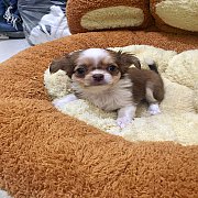 ชิวาวาผสมชิสุห์ หน้าสวยๆทั้งนั้นเลยจ้า