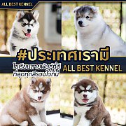 หยุดเสี่ยงไซบีเรียนเล็กๆสวยมากโตแล้วไม่สวยดังใจ ให้ALL BESTดูแลคุณสิครับ