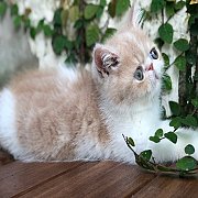 น้องแมวเอ็กโซติคช้อทแฮร์ ลองแฮร์ Exotic Shorthair Longhair พันธุ์แท้ ฉีดวัคซีน พ...