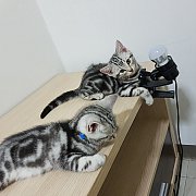 อเมริกันช็อตแฮร์