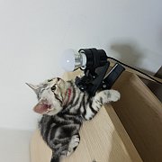 อเมริกันช็อตแฮร์