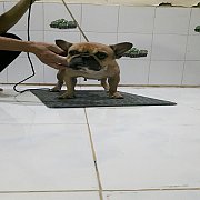 ขายแม่พันธุ์ frenchbulldog