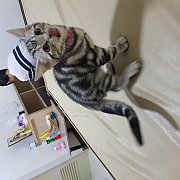 อเมริกันช็อตแฮร์