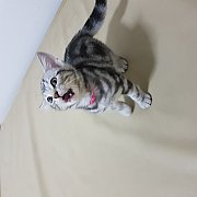 อเมริกันช็อตแฮร์