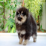 FYPOM KENNEL ขายน้อง Fy's black jelky cocoa เพศเมีย สี black tan หน้าตาน่ารัก 