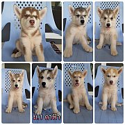 ลูกไซบีเรี้ยนกึ่งวู้ดลี่ ราคาคุยกันได้ครับ