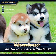 ไซบีเรียนที่ไม่เหมือนใคร ไซบีเรียนสไตล์ Allbest kennel โครงสร้างสวยสายพันธุ์ดี