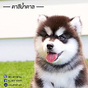 Allbest kennel ฟาร์มไซบีเรียนที่ดีมาตรฐานที่สุดในไทย