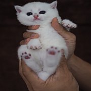 เปิดจอง British short hair silver shade ns11 เกิด 20 พ.ย. 61 เพศผู้และเพศเมีย