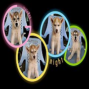 ไซบีเรี้ยน ราคาเบาๆ คุยกันลดได้คับ