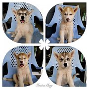 สนใจจริงเรื่องราคาคุยกันได้ครับ ไซบีเรี้ยนแท้น่ารัก