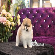 ปอมแท้หน้าสั้น เพศเมีย ตัวเล็ก ขาใหญ่ สายเลือดดี การันตีความสวย นัดเข้าชมตัวจริง...