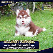 ซื้อไซบีเรียนซื้อที่ไหนก็ซื้อได้" แต่หากอยากได้เกรดคุณภาพคุณต้องมา Allbest...