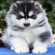 ศูนย์รวม ไซบีเรียนฮัสกี้ เกรดคุณภาพ Hi-end ที่ใหญ่ที่สุดในไทย  Allbest kennel เท...