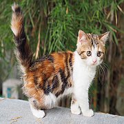 หาบ้านให้น้องแมว Scottish Fold แท้ พร้อมใบเพด (ตัวเมียหูตั้ง)