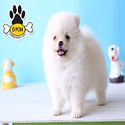 DPOM FARM ขายน้องปอมแท้ ...พลอย...เพศเมีย สีขาว ขนฟู ตากลม ฟอร์มสวย น่ารัก