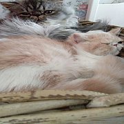 แมวเอ็กโซติค ช้อทแฮร์ และลองแฮร์ พร้อมย้ายบ้านจ้า พันธ์ุแท้