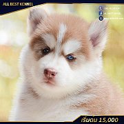 ขาย ไซบีเรียน ฮัสกี้  ฟาร์ม สุนัขที่เน้นการคัดสายพันธุ์ที่ดีที่สุด allbestk.com
