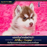 เคยไหมซื้อไซบีเรียนมาแล้วเลี้ยงโตมาไม่สวยดั่งใจ  ไม่กี่วันถัดมาตาย  ให้ Allbest...