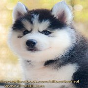 ที่สุดของไซบีเรียนฮัสกี้ เกรดHi-end  ต้องที่ allbestkennel