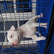 พิทบลู ฟอร์มสวย มาร์กแจ่ม มาร์กชัด รูดบัตรได้จ้า