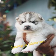 เปิดจองลูกไซบีเรียน เพศผู้ สีเทา-ขาว สายเลือด FOXfier