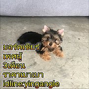 Yorkแสนสวย2