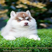 ขายไซบีเรียนเกรดดี โครงสร้างใหญ่ มีทั้งผู้ เเละ เมีย หลายคอกที่ฟาร์มallbest