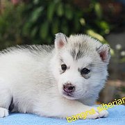 #เปิดจองลูกไซบีเรียนสีเทา-ขาว 20 วัน เพศผู้  🌹🌹พ่อพันธุ์ชุดนี้ชื...