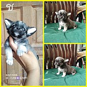 ชิวาวาขนยาว จัดส่ง