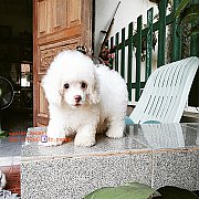 พุดเดิ้ลทอย จัดส่ง  (เมีย)ขายแล้ว