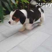 ■Adorable Beagle puppies for Sell ■ 