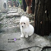 พุดเดิ้ลทอย จัดส่ง  (เมีย)