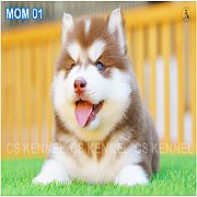 CS KENNEL ลูกไซบีเรียน ฮัสกี้ เกรดสวยๆ สีคอปเปอร์ *** กรุงเทพฯ *** 