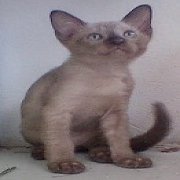 ศุภลักษณ์หนุมน้อยหาบ้าน