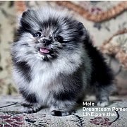 ★★★Dreamteam Pomeranian★★★ ปอม เกรดประกวดสายเลือดเยี่ยม