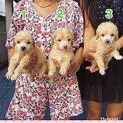 ลูกพูเดิ้ล(ผู้และเมีย) เกรด A ชุดที่ 110 จาก kankarn club มีจัดส่งทั่วประเทศ (กั...