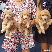 ลูกพูเดิ้ล(ผู้และเมีย) เกรด A ชุดที่ 111 จาก kankarn club มีจัดส่งทั่วประเทศ (กั...