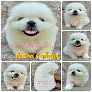 ปักกิ่งแท้สีขาวเกรดสวย