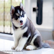 ศูนย์รวมไซบีเรียนฮัสกี้ คัดคุณภาพ มีให้เลือกทุกสีหลายสไตล์ ต้องที่allbestk.com