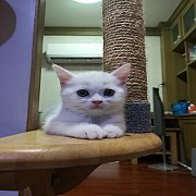 สาวน้อยสก้อตติชโฟลด์แท้พร้อม​ย้ายบ้าน​จ้ืา