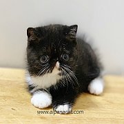 ลูกแมว เอ็กโซติก ขนสั้น