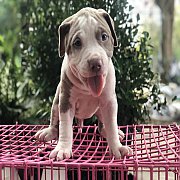 พิทบูล ผู้ 1 เมีย 1 ราคา 5000 พร้อมย้ายบ้านคะ