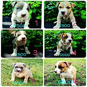 บลูลี่น้อย สแตนดาร์ด