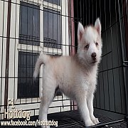 ไซบีเรียน ฮัสกี้ ฟอร์มสวย วัยน่ารักๆ ราคาไม่แพง รับบัตรเครดิตจ้า