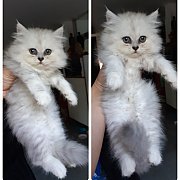 ขายลูกแมวชินชิล่า