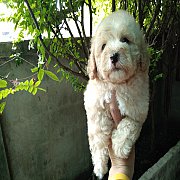 พุดเดิ้ลทอย จัดส่ง  (เมีย)ขายแล้ว