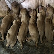 เปิดจองค็อกเกอร์