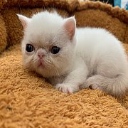 เด็กชาย Exotic shorthair /cfa  